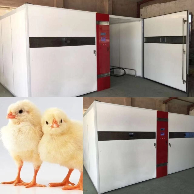 LED Digital Display Chicken Hatching Machine 50kg